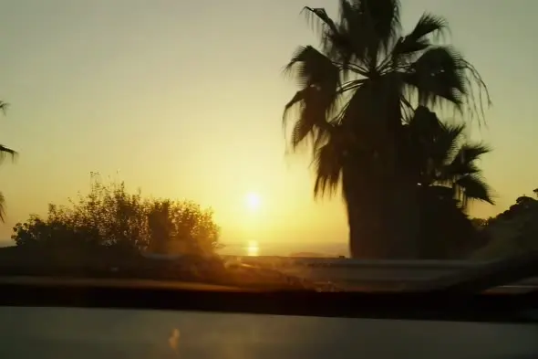 Tropical Palm Silhouettes Against Golden Sunset