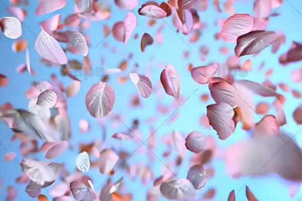 Floating Pink Petals Against Blue Sky Background