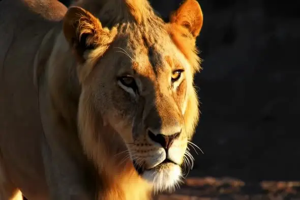 Majestic Lioness in Golden Sunset Light