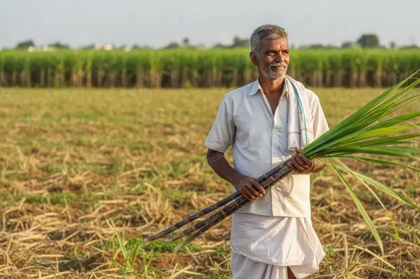 Indian Farmer with Sugarcane Harvest