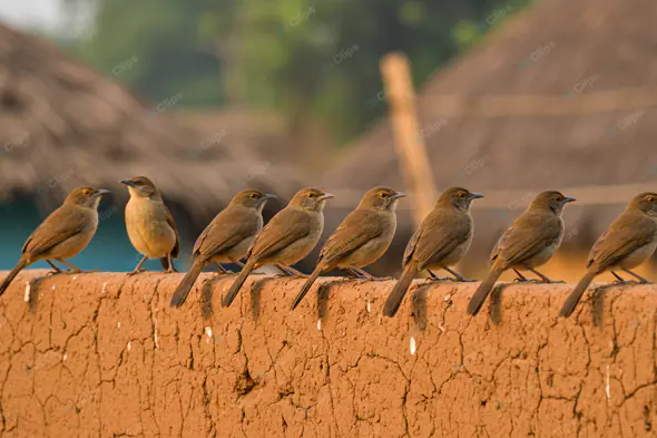 Songbirds on Adobe Wall