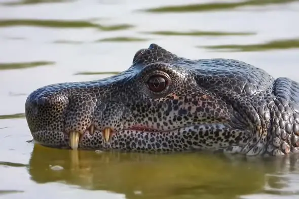 Close-Up of Crocodile Head Partially Submerged in Murky Water