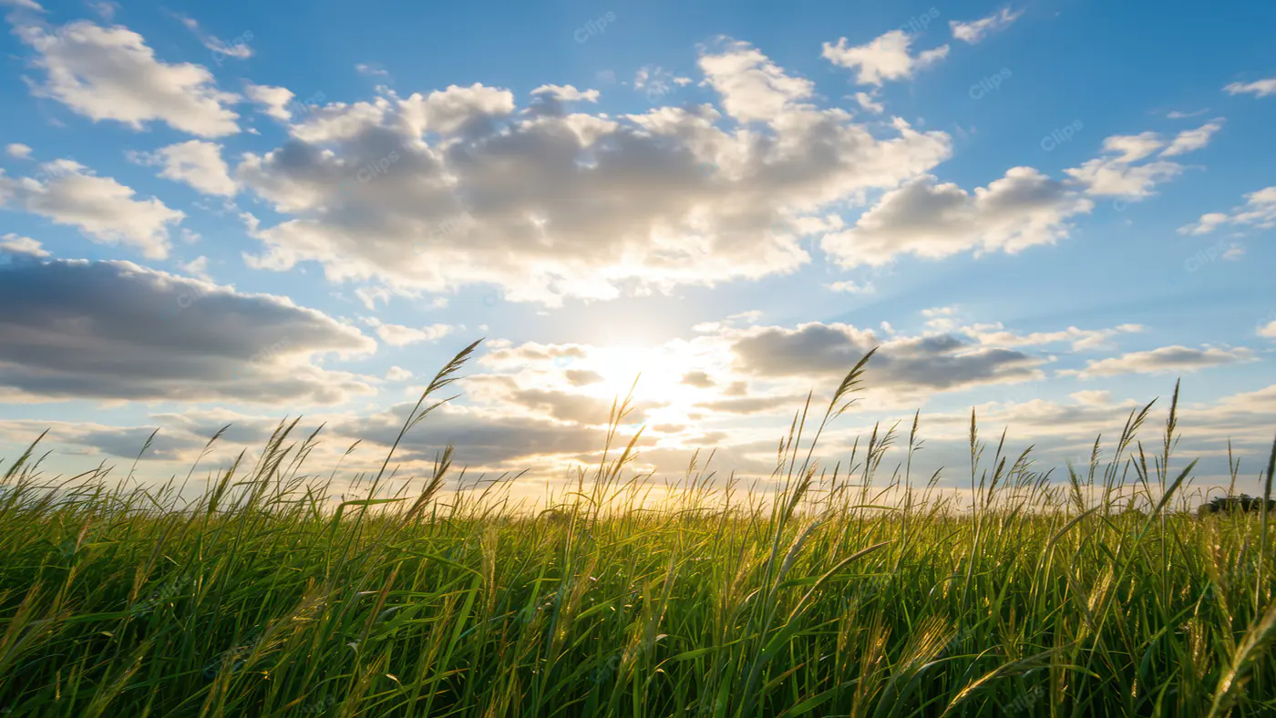 Sunlit Prairie Grass Horizon