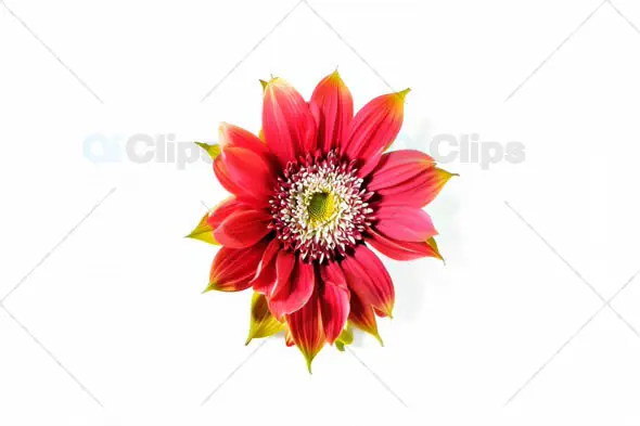 Vibrant Red Flower on White Background