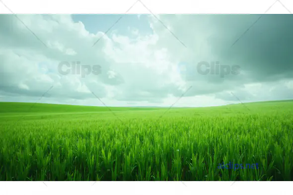 Vast Green Field Under Cloudy Sky