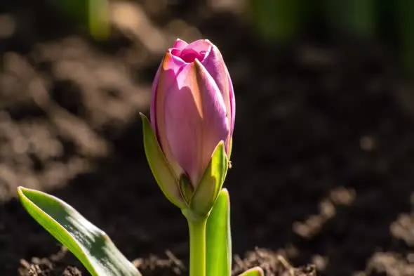 Pink Tulip Bud Opening in Morning Sunlight