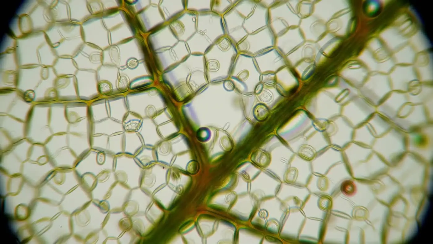 Microscopic View of Plant Leaf Cell Structure with Vascular Details for ...