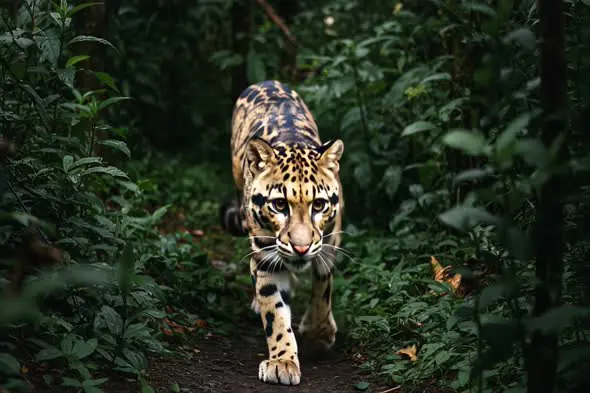 Leopard Stealth Walk in Dense Green Jungle Path