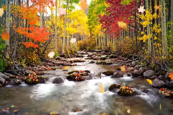Autumn Forest Stream in Vibrant Colors