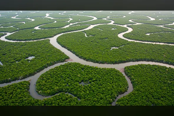 Aerial View of Dense Mangrove Forest with Winding Waterways