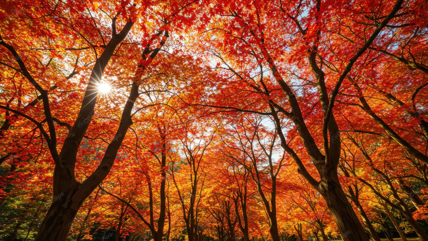 Fiery Autumn Canopy