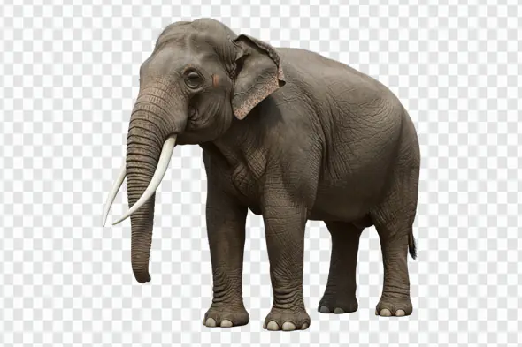 Majestic Asian Elephant with Ivory Tusks PNG