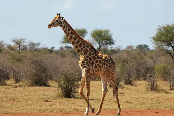 Majestic Giraffe in African Savanna