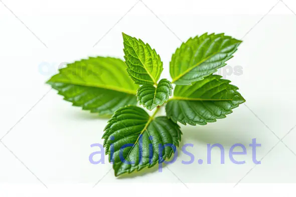 Fresh Green Mint Leaves