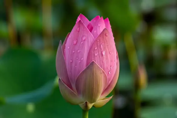 Pink Lotus Flower with Dew Drops in Natural Garden Background