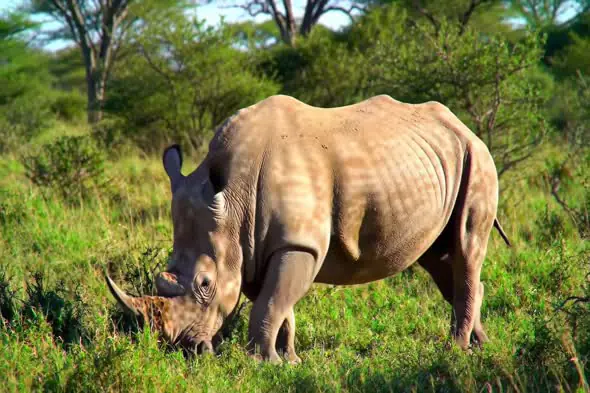 Majestic White Rhino Grazing in African Savanna