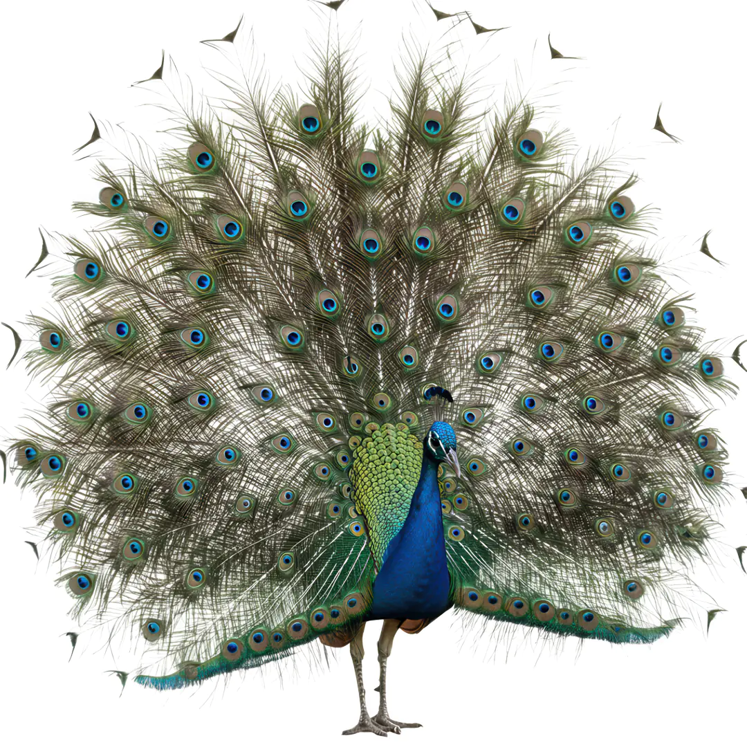 Majestic Peacock Displaying Feathers PNG Clipart