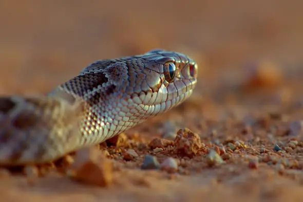 Close-Up of Snake Slithering Across Desert Terrain in Natural Habitat