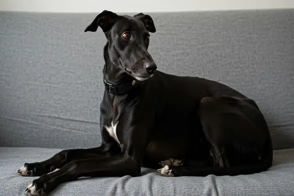 Elegant Black Greyhound on Sofa