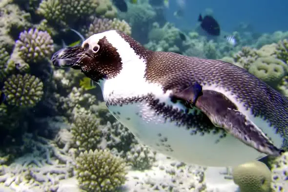 Underwater Penguin Glide