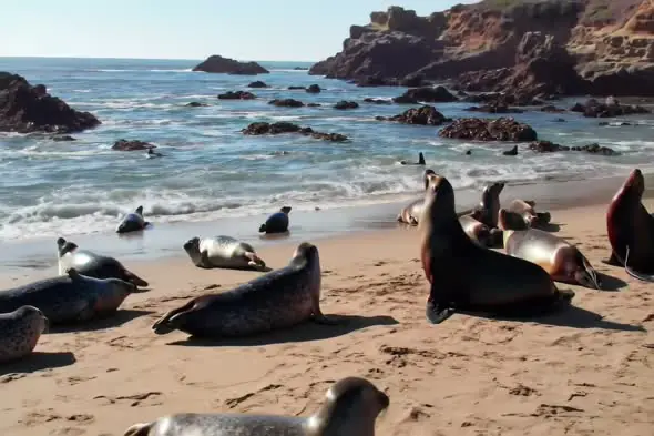 Seals Basking on Rocky Coastal Beach