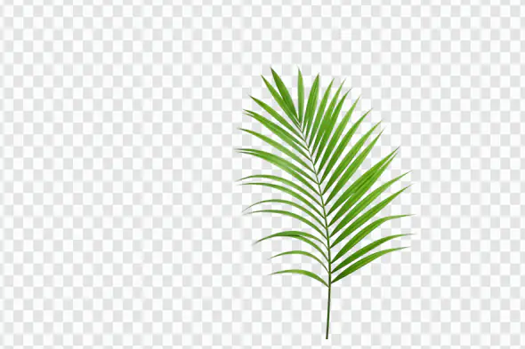 Vibrant Green Palm Frond Tropical Leaf PNG