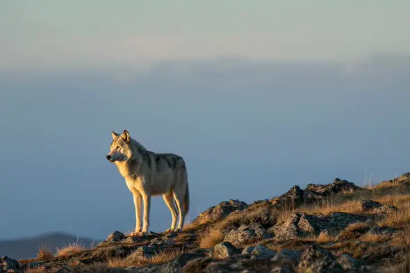 Majestic Wolf Standing on Rocky Mountain Cliff Edge