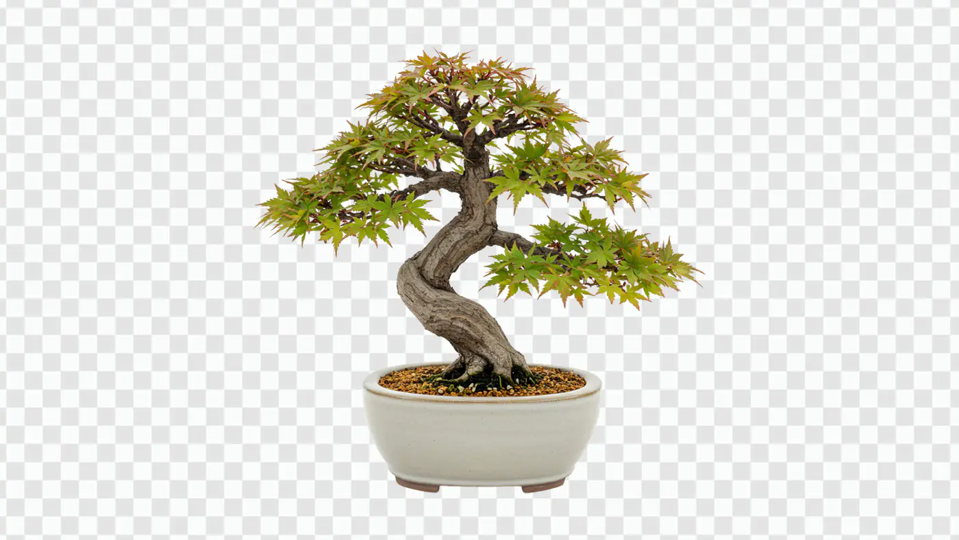 Elegant Japanese Maple Bonsai Tree PNG Clipart