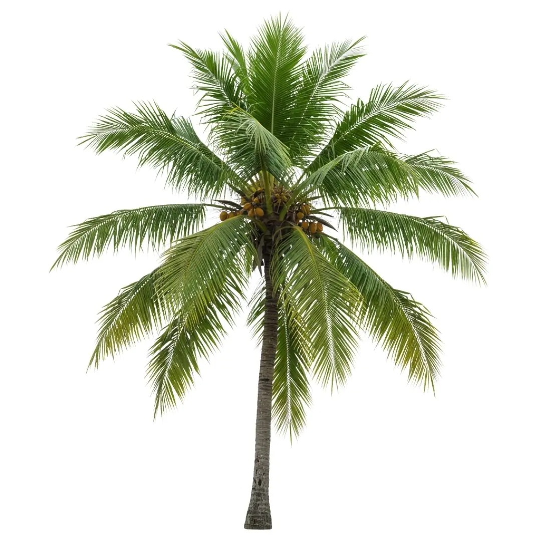 Lush Tropical Coconut Palm Tree Isolated PNG