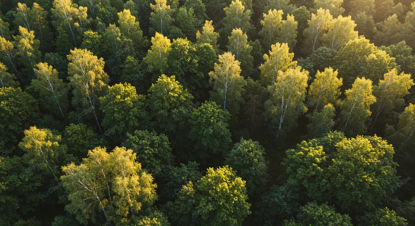 Sunlit Birch Forest Canopy