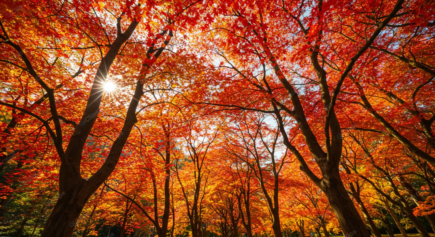 Fiery Autumn Canopy
