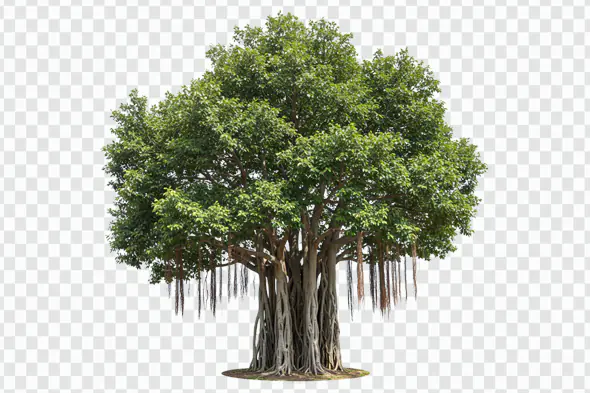 Majestic Banyan Tree with Aerial Roots PNG