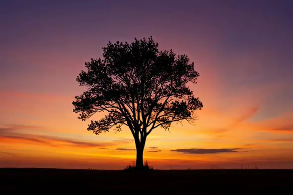 Majestic Lone Tree Silhouette Against Vibrant Sunset Sky