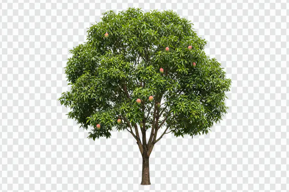 Lush Mango Tree with Ripe Fruits PNG