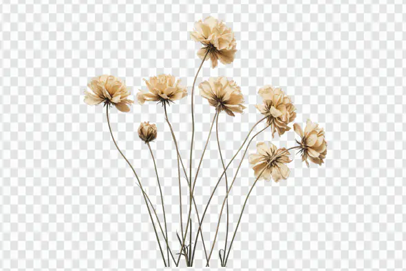 Elegant Dried Cosmos Flowers Bouquet PNG Clipart