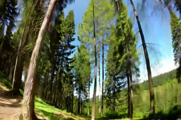 Dynamic Forest Trail POV