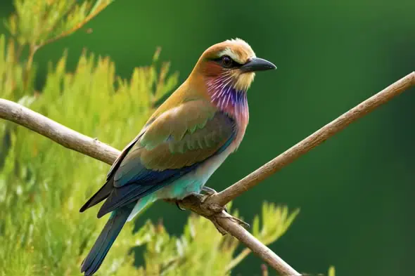 Vibrant Tropical Bird Perched Amidst Lush Green Foliage