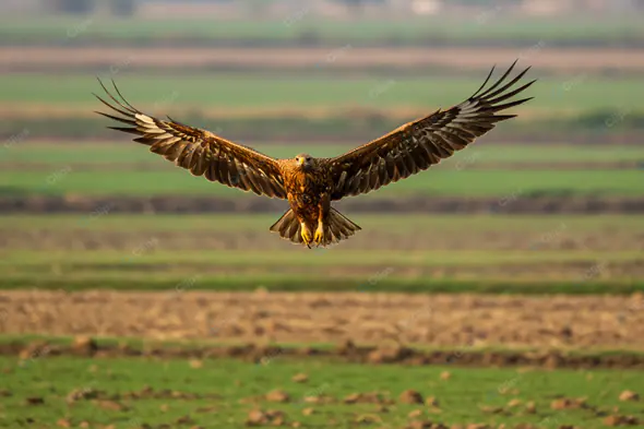 Majestic Eagle in Flight