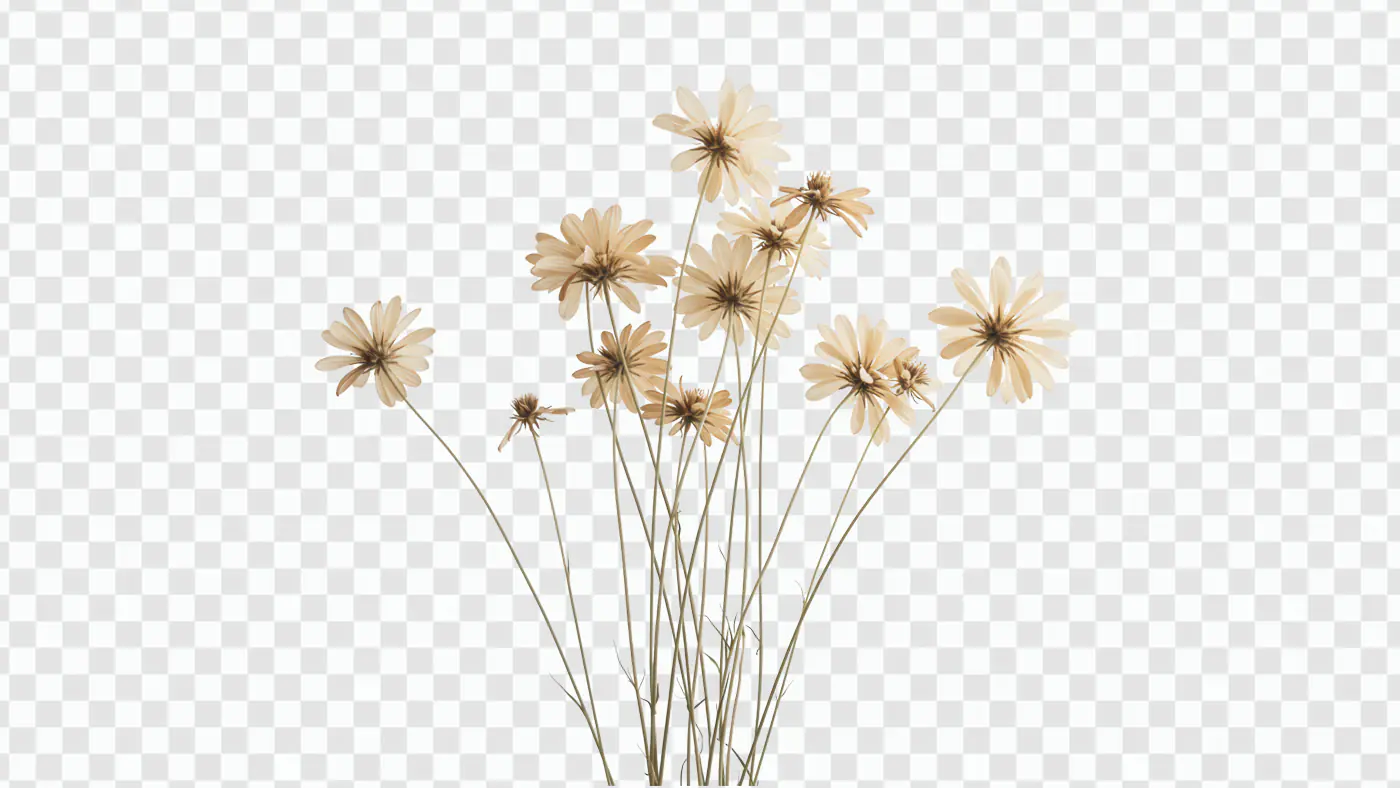 Delicate Dried Daisy Bouquet PNG Clipart