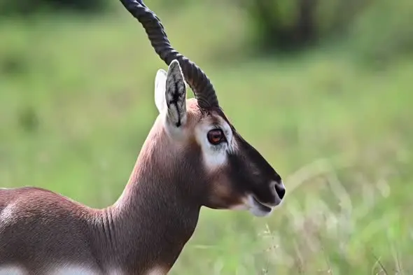 Majestic Gazelle Portrait in Natural Habitat