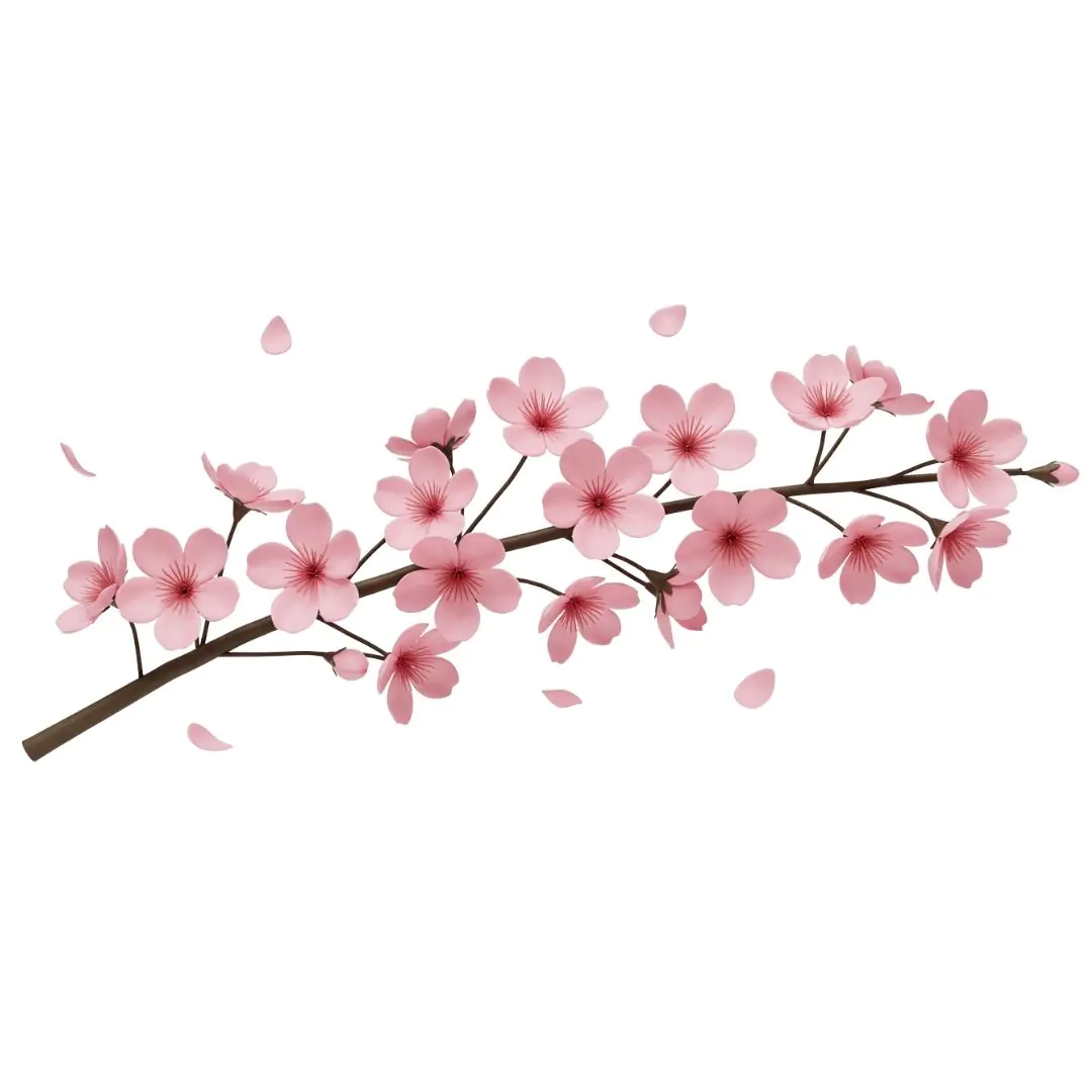 Blooming cherry blossom branch with delicate pink flowers