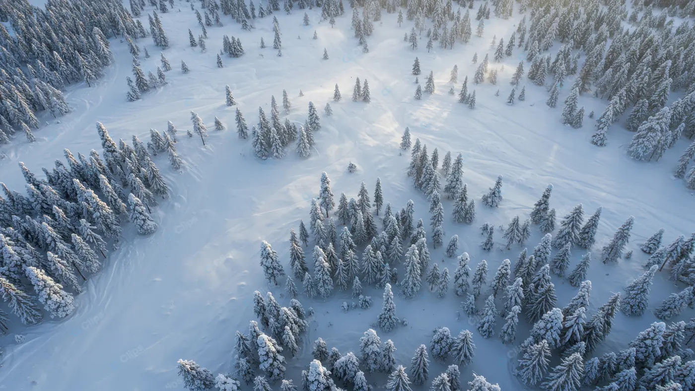 Aerial Winter Forest Wonderland