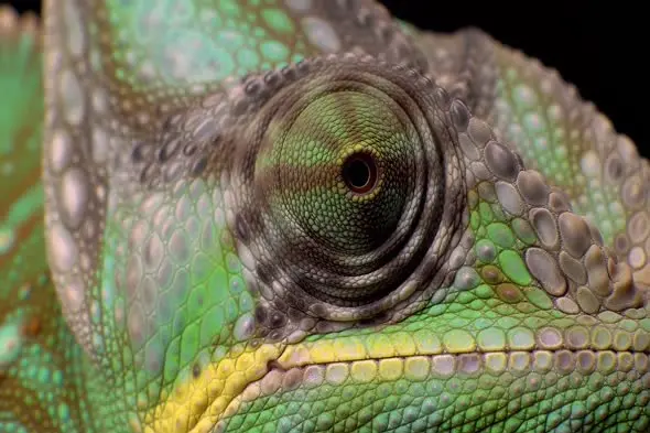 Extreme Close-up of Chameleon Eye with Vibrant Scales