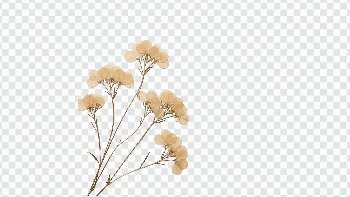 Dried Floral Branches Botanical Illustration PNG Clipart