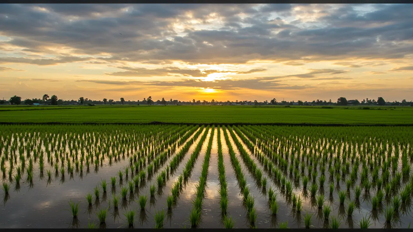 Flooded Paddy Field Sunset Landscape | Rural Indian Agriculture | AIClips Background