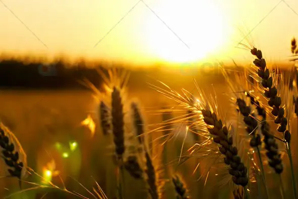 Golden Wheat Field at Sunset with Sunlight Illuminating the Stalks