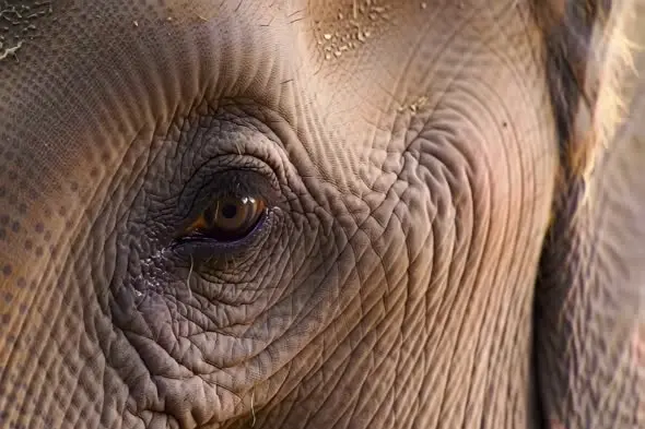 Extreme Close-up of Elephant's Eye with Intricate Skin Texture