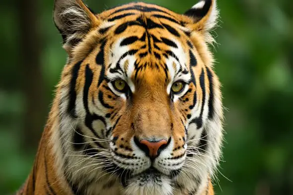Intense Tiger Close-Up in Jungle Ambience