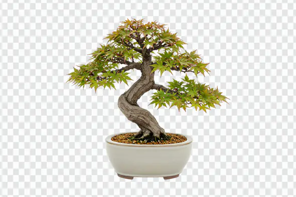 Elegant Japanese Maple Bonsai Tree PNG Clipart