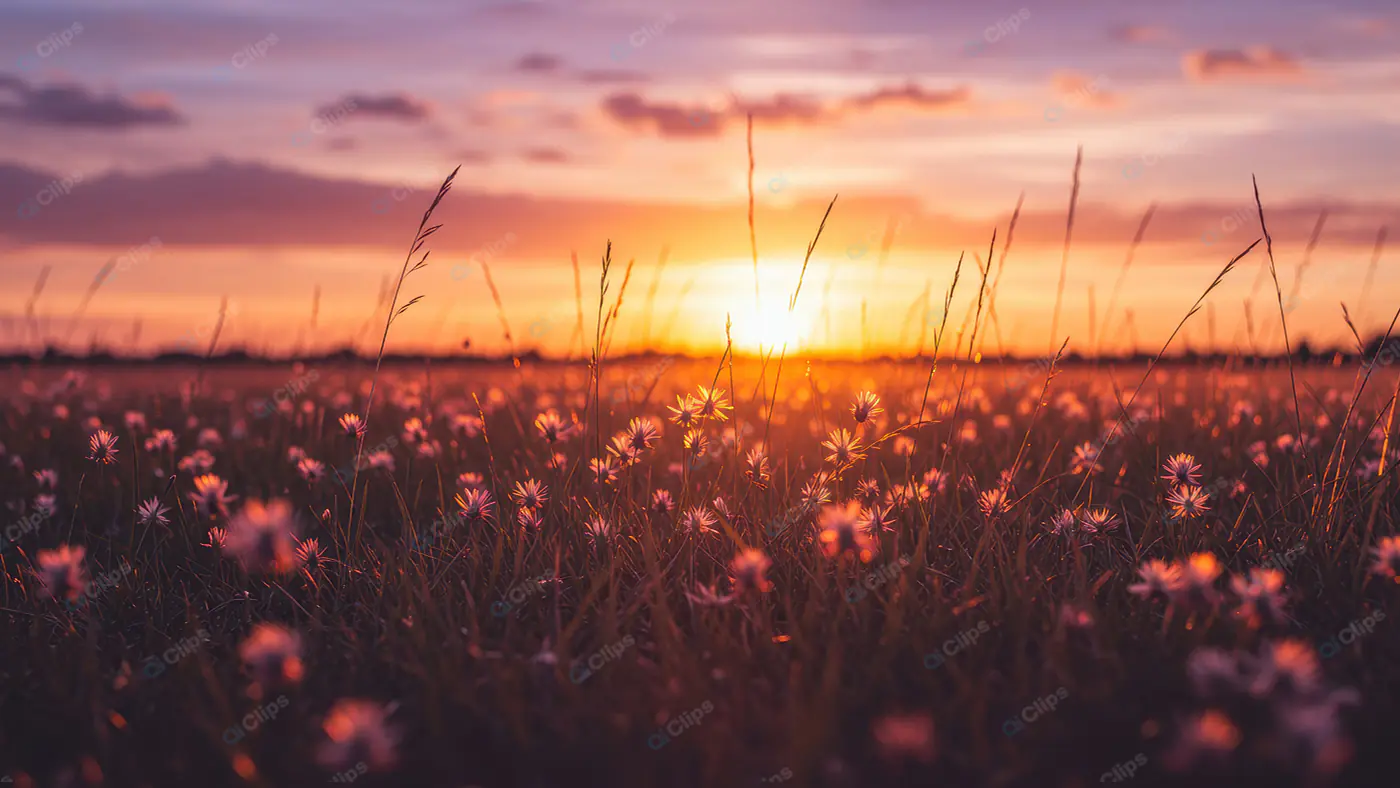 Golden Hour Wildflower Meadow
